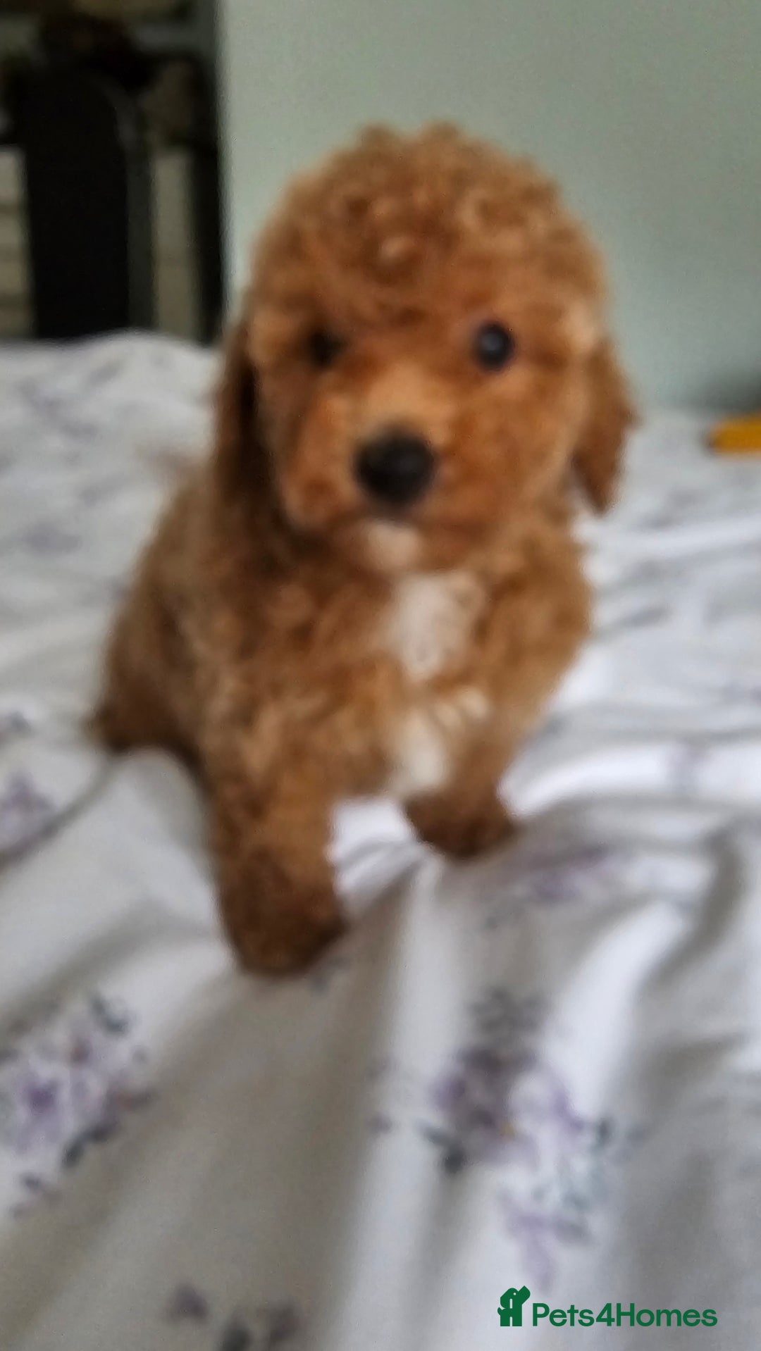 Mixed Breed dogs for sale: Westipoo ready  - Advert 6