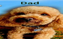 Toy Poodle dogs for sale: Adorable Playful Toy Poodles - 3 Boys Left - Image 13