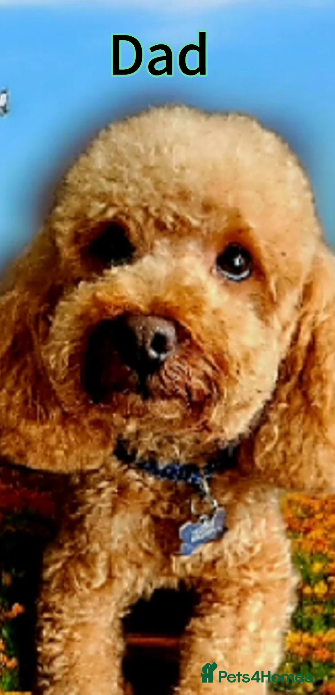 Toy Poodle dogs for sale: Adorable Playful Toy Poodles - 3 Boys Left - Image 13