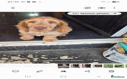 Cocker Spaniel dogs for sale: Show cocker spaniels in Doncaster - Image 15
