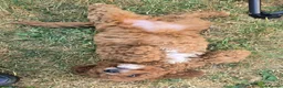Cavapoo dogs for sale: Adorable litter of Cavapoos *READY NOW* - Advert 12