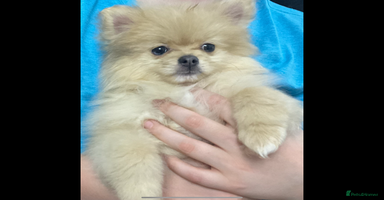 Pomeranian dogs - Advert 5