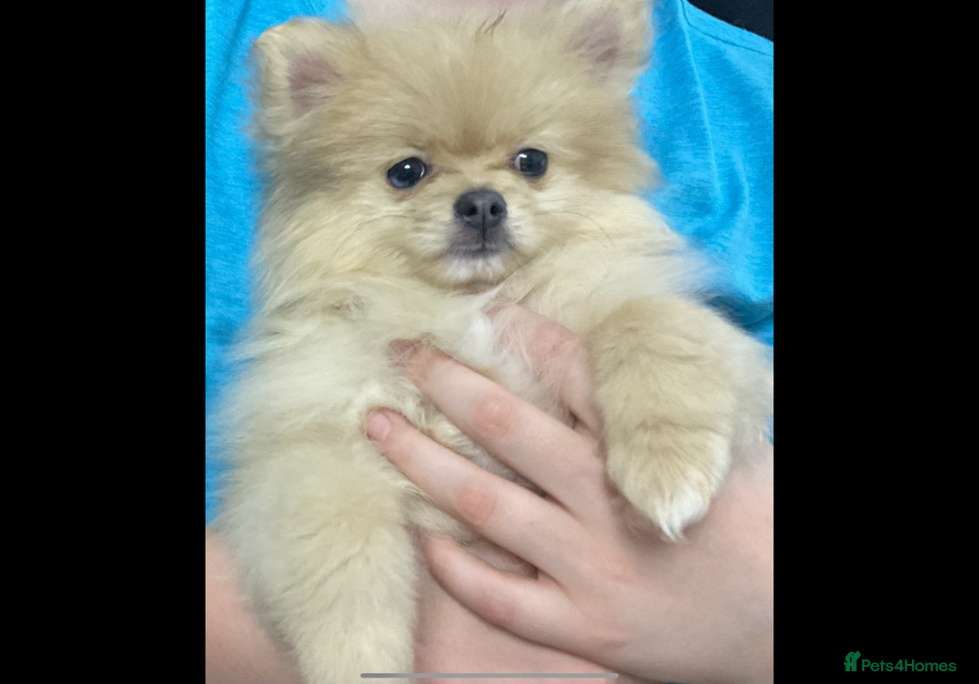 Pomeranian dogs for sale: Beautiful pom puppies -fully vaccinated  - Image 3