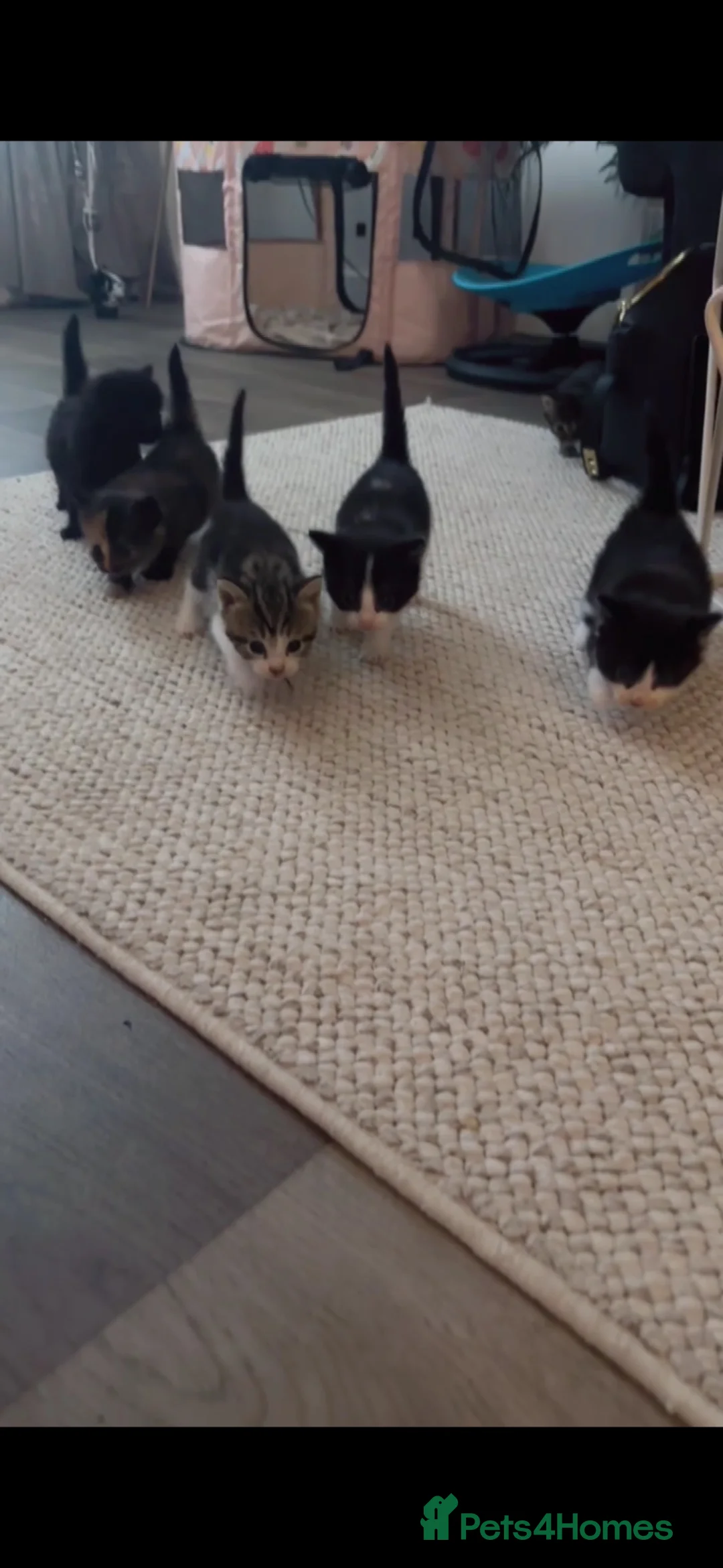 Mixed Breed cats for sale: Beautiful mixed tabby kittens  - Advert 2