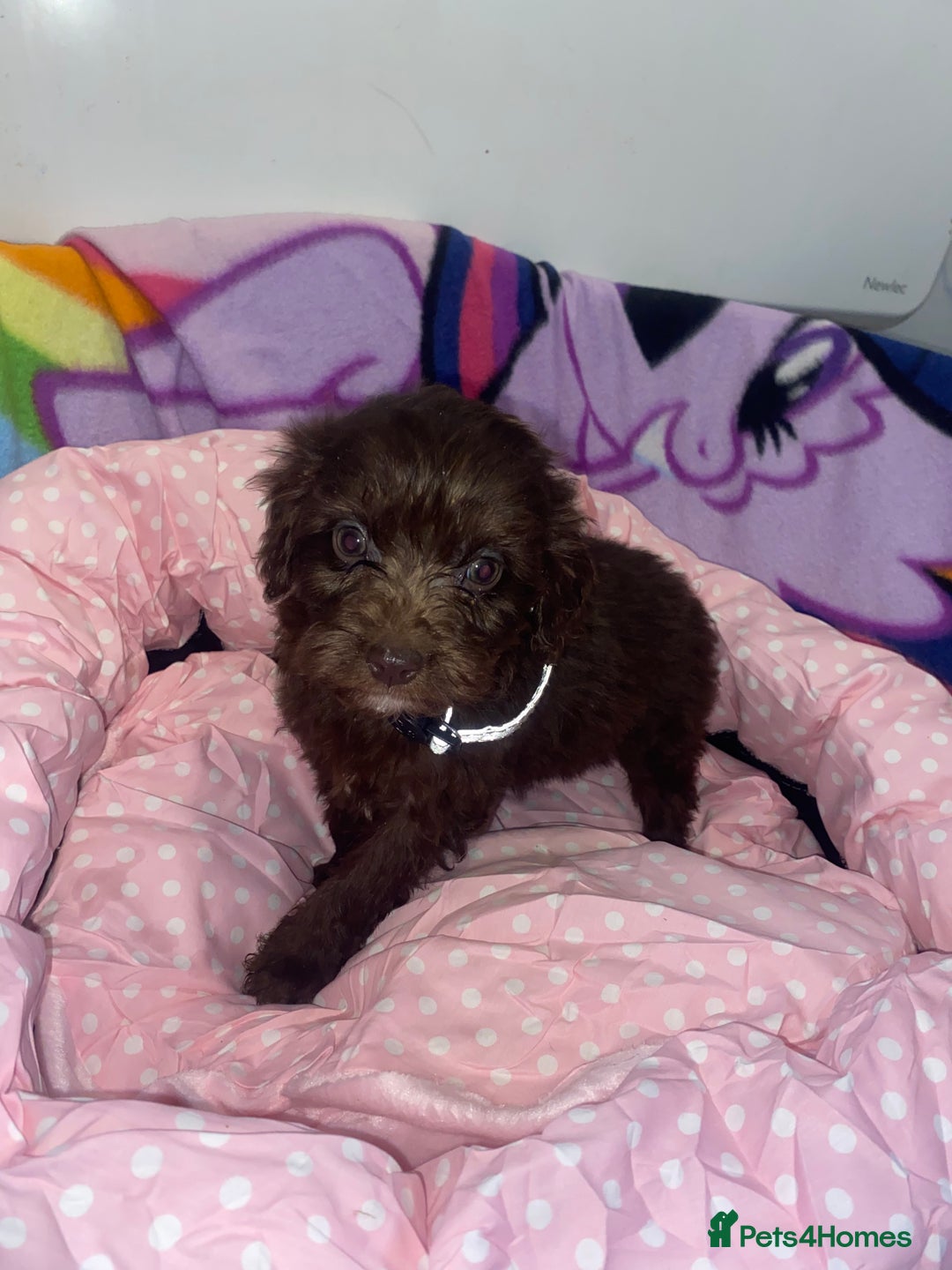 Cockapoo dogs for sale: Cockapoo puppies for sale - Image 4