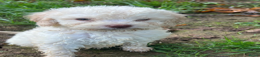 Lagotto Romagnolo Puppy 3