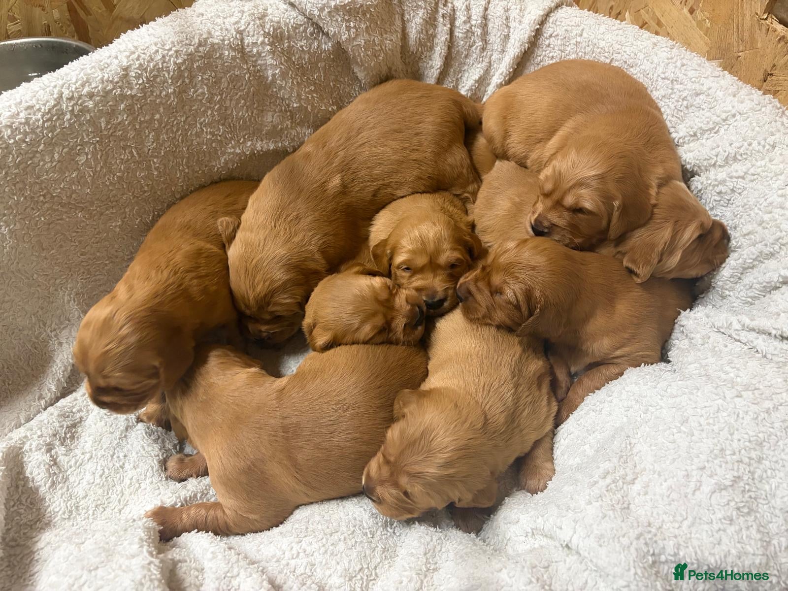 Golden Retriever dogs Stunning Golden Retriever Pups - Advert 11