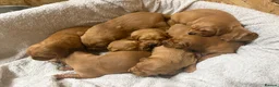 Golden Retriever dogs for sale: Stunning Golden Retriever Pups - Advert 2