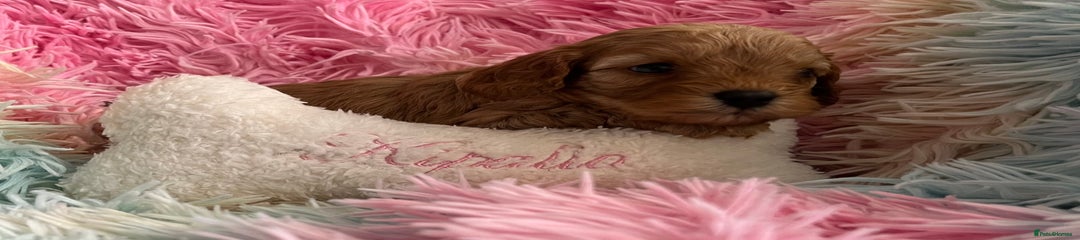 Cavapoo Puppy 5