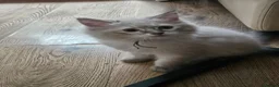 Ragdoll cats for sale: Ragdolls - Advert 27