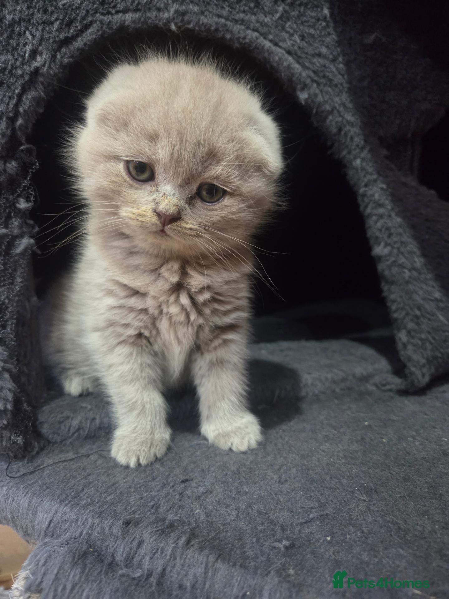 British Shorthair cats Scottish cats girl boy short, longhair  - Advert 9