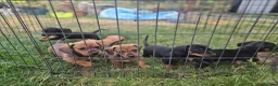 Dachshund dogs for sale: 4 MINIATURE DASCHOUNDS LEFT  - Advert 7