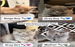 British Shorthair cats for sale: Beautiful British Shorthairs  - Image 1