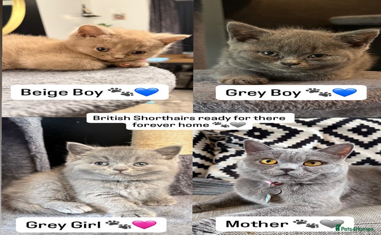 British Shorthair cats - Advert 16