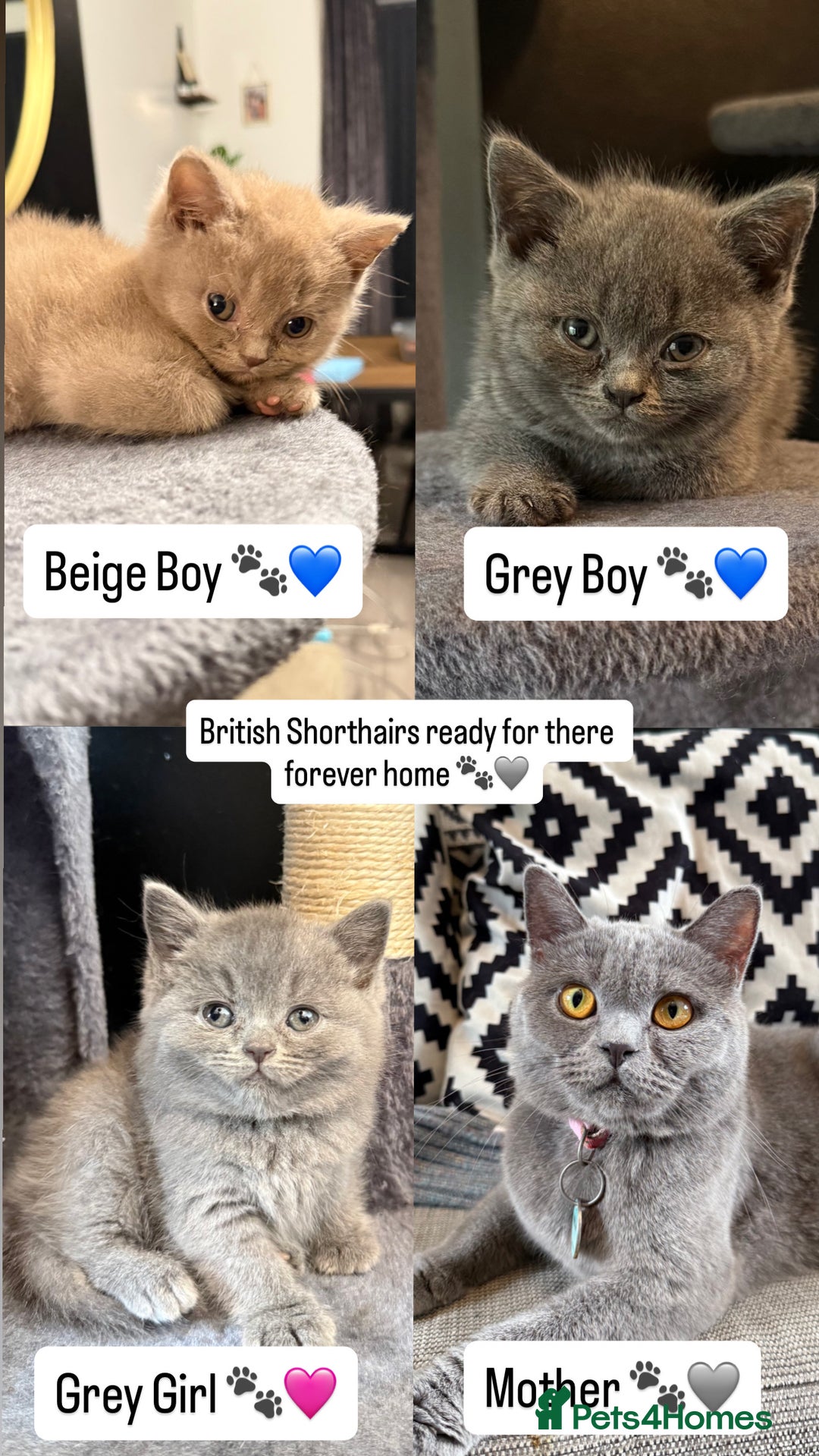 British Shorthair cats for sale: Beautiful British Shorthairs  - Image 1
