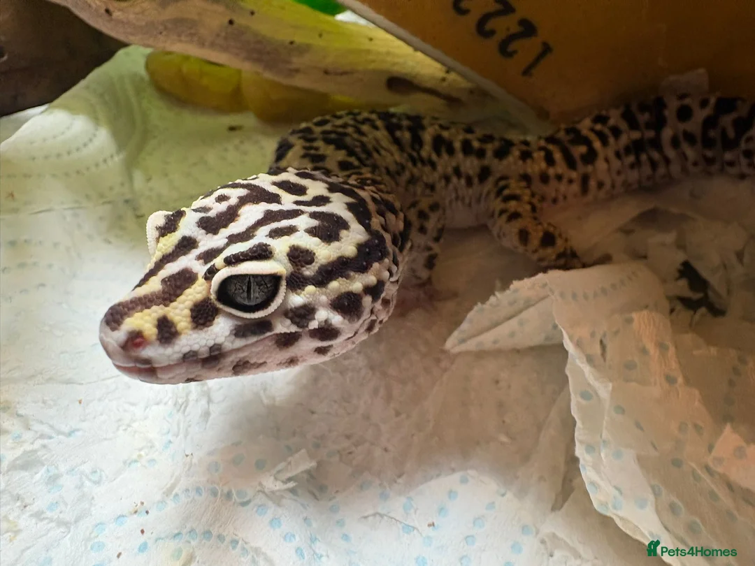 Leopard Gecko reptiles for sale: Leopard gecko  - Advert 1