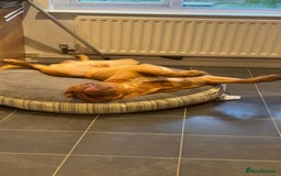 Dogue De Bordeaux dogs for stud: Dogue de bordeaux for stud - Image 5