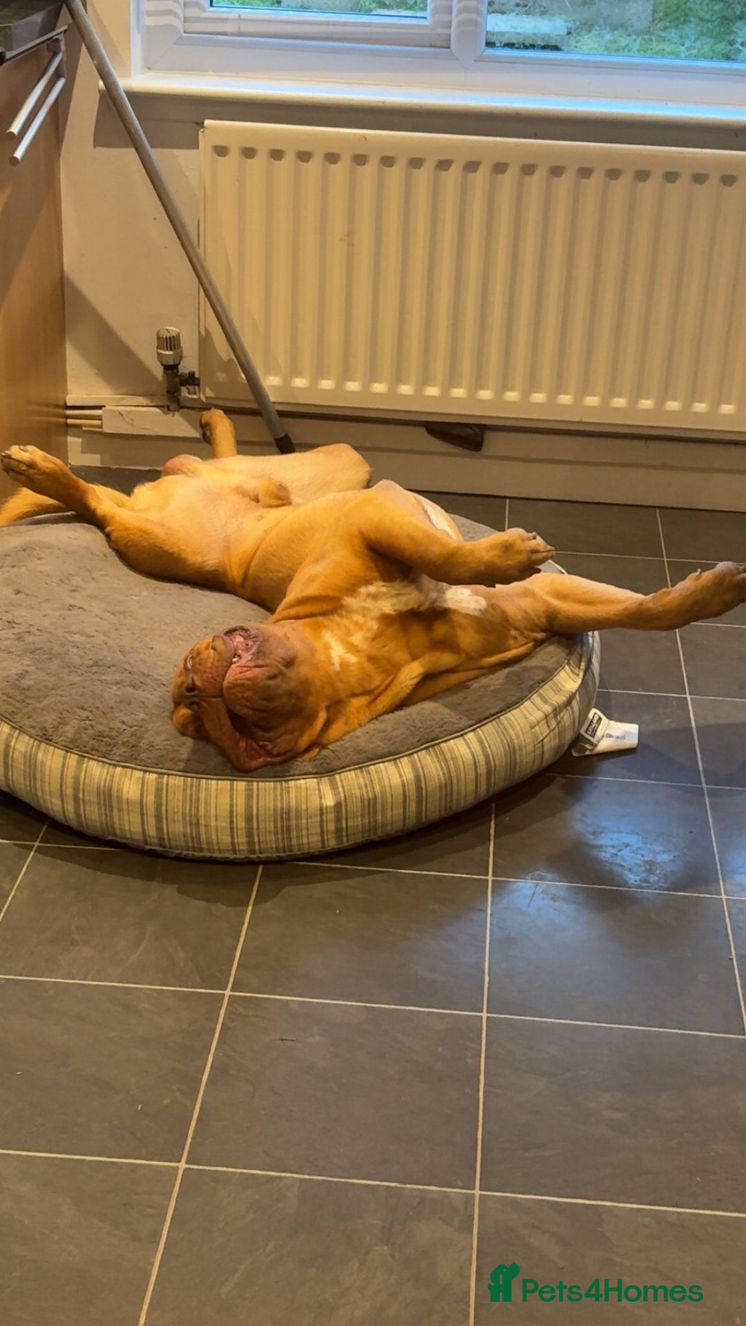 Dogue De Bordeaux dogs for stud: Dogue de bordeaux for stud - Image 5