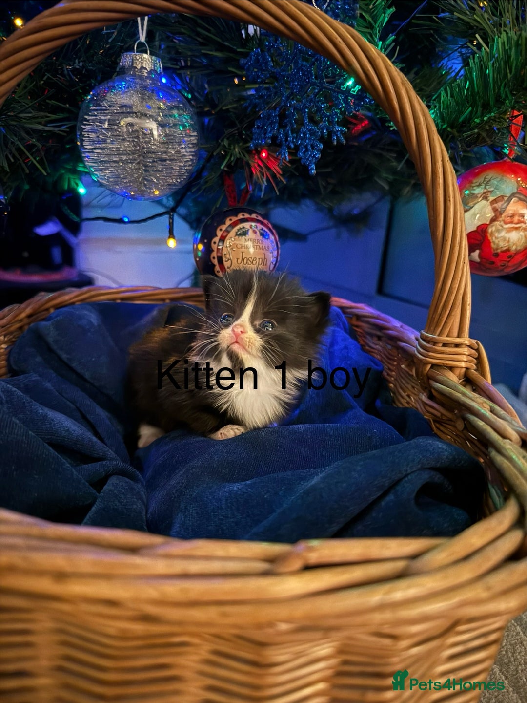 British Longhair cats for sale: 5 Beautiful Kittens  - Advert 9