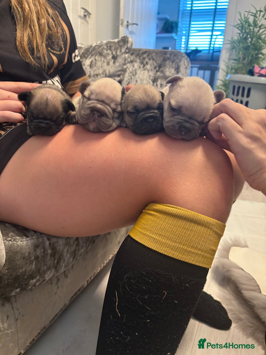 French Bulldog dogs for sale: 4 beautiful ** frenchies  - Image 1