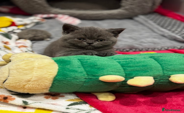 British Shorthair cats - Advert 8