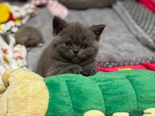 British Shorthair cats Beautiful Fluffy British Shorthair Kittens - Advert 4