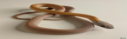Corn Snake reptiles for sale: Corn Snakes Available UKCB25 - Advert 9
