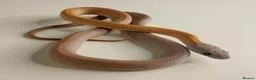 Corn Snake reptiles for sale: Corn Snakes Available UKCB25 - Advert 9