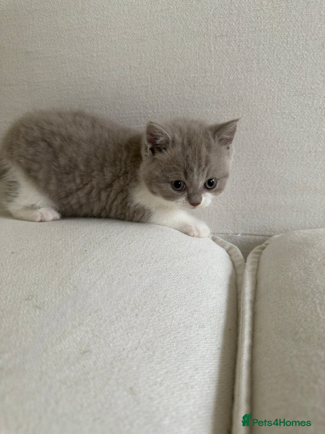 British Shorthair cats for sale: British Short Hair/ British Longhair 🐾 in Manchester - Image 16