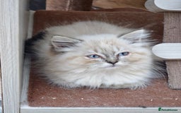 Ragdoll cats for sale: Ragdoll kittens - Image 3