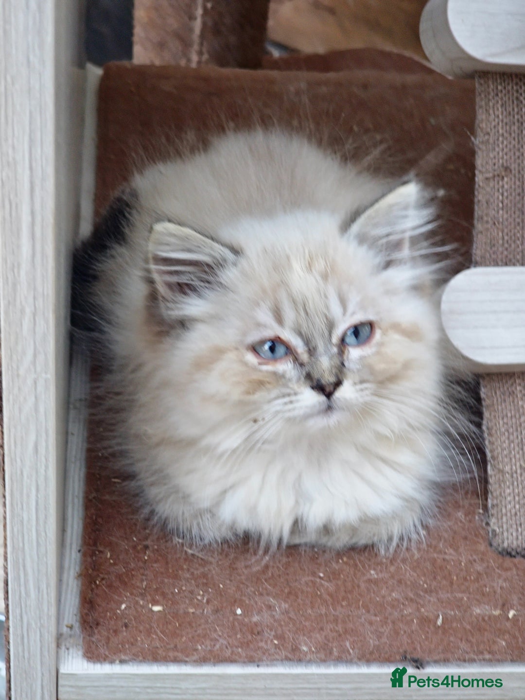 Ragdoll cats for sale: Ragdoll kittens - Image 3