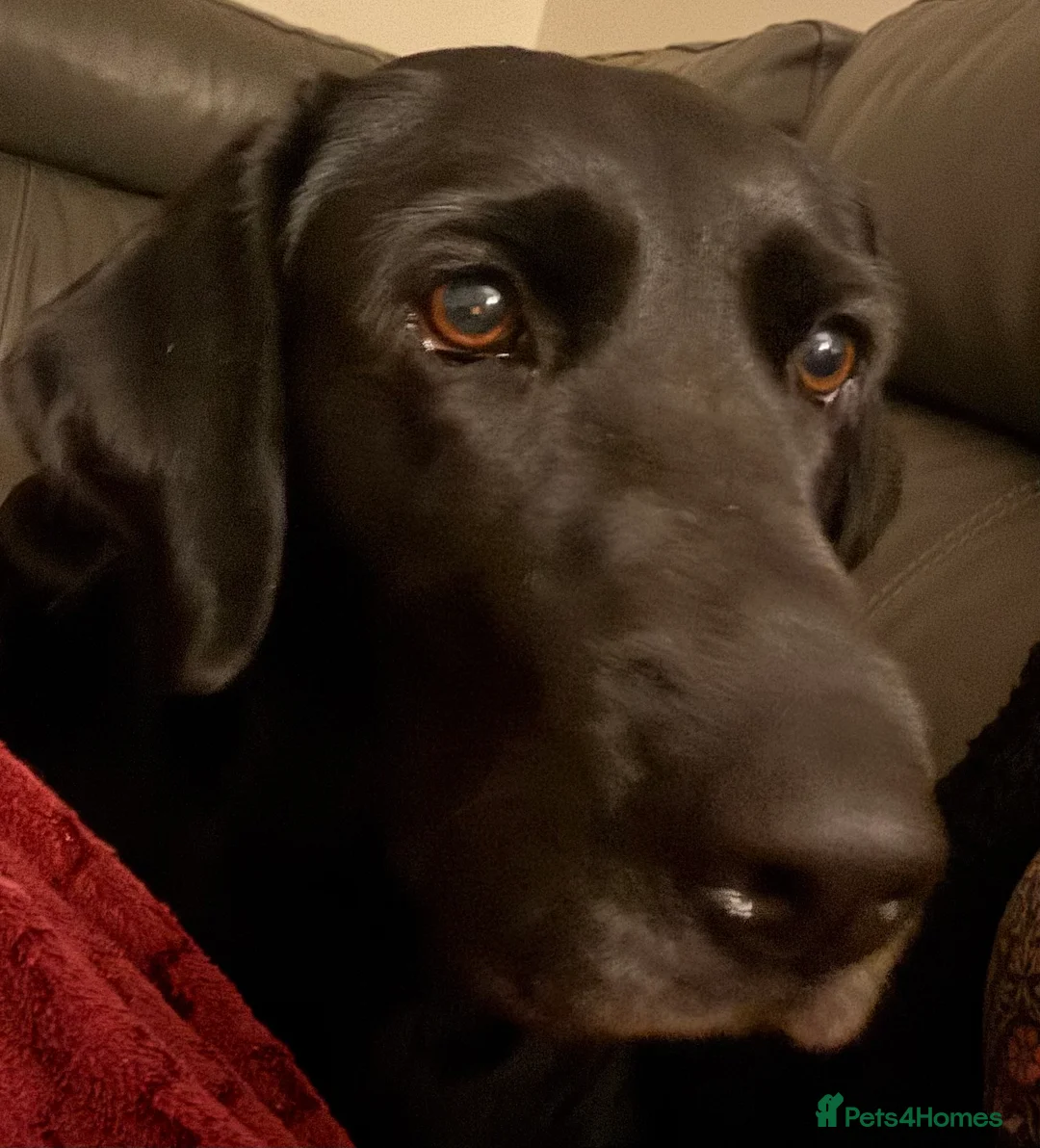 Labrador Retriever dogs for sale: 3 black females remaining – Labrador Retrievers - Advert 8