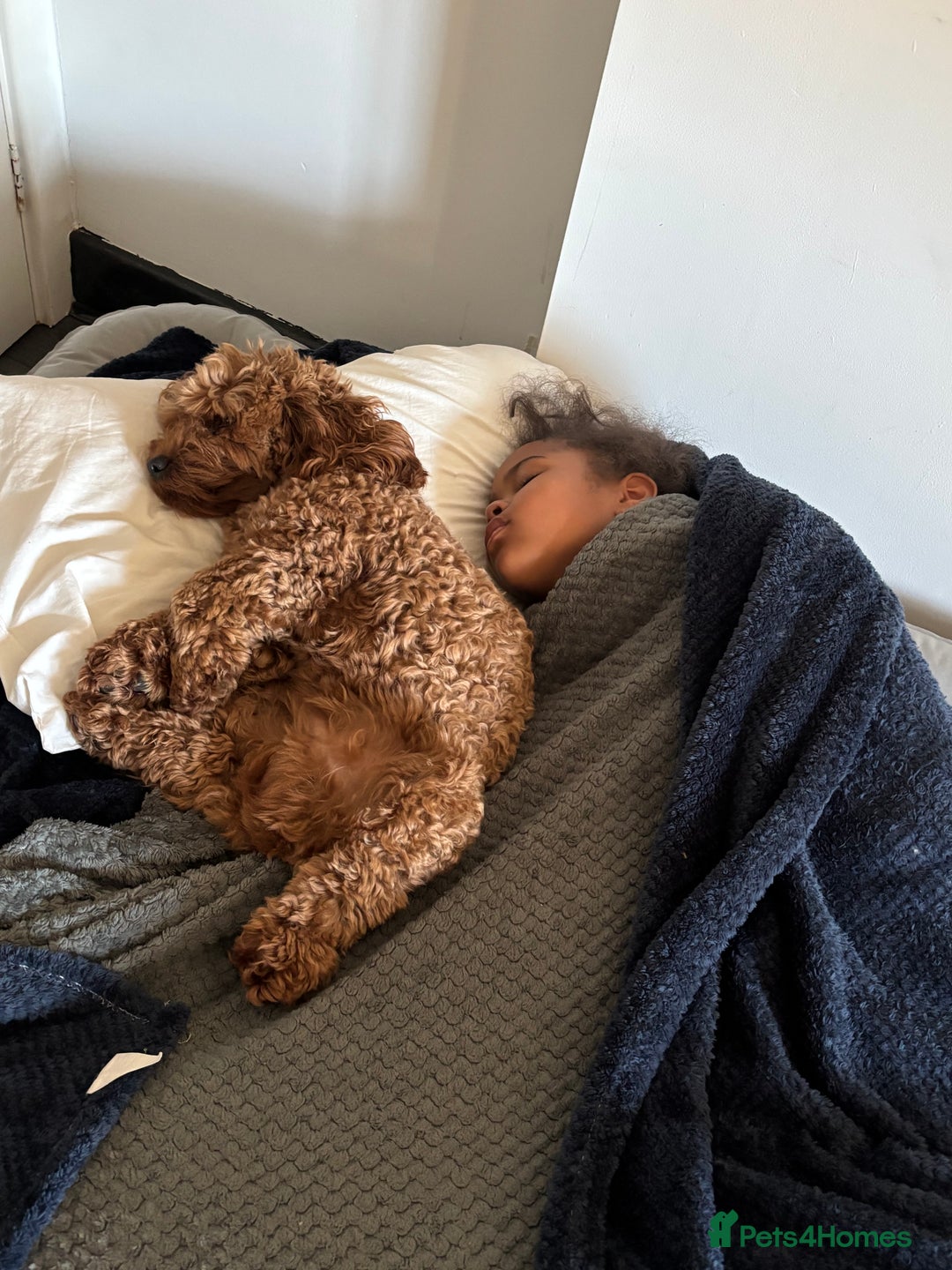 Mixed Breed dogs for sale: Last dog left - Advert 10