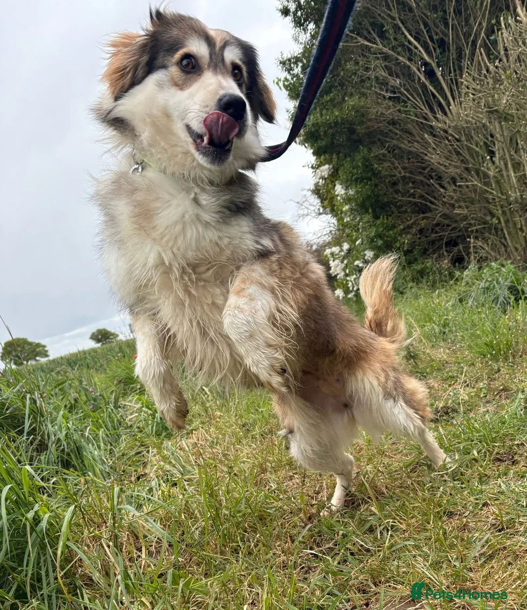 Mixed Breed dogs for adoption: Lyric - Norwich Norfolk  - Advert 2