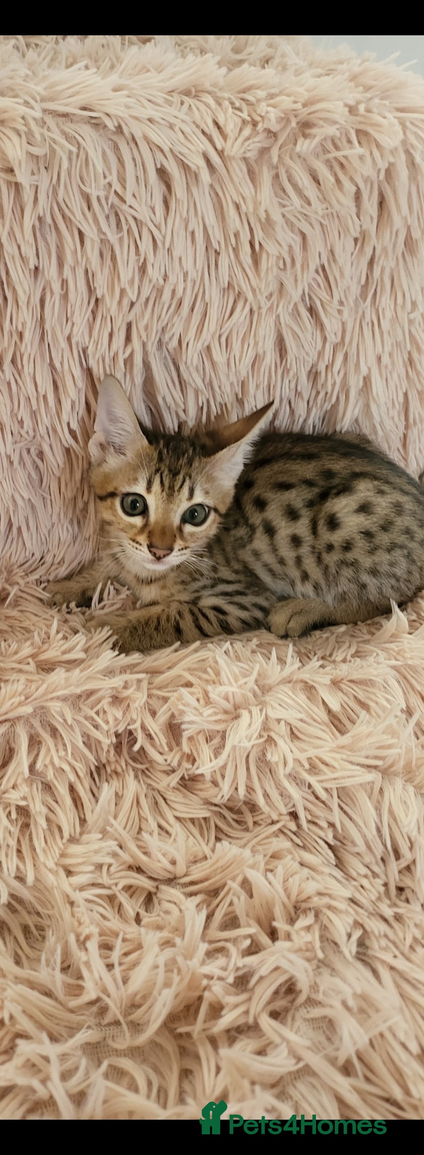 Savannah cats Britishpride F7 Savannah Kittens Male and female  - Advert 1
