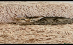 Savannah cats for sale: Britishpride F7 Savannah Kittens Male and female  - Image 1