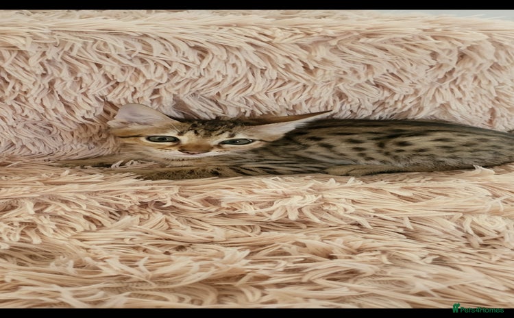 Savannah cats - Advert 1