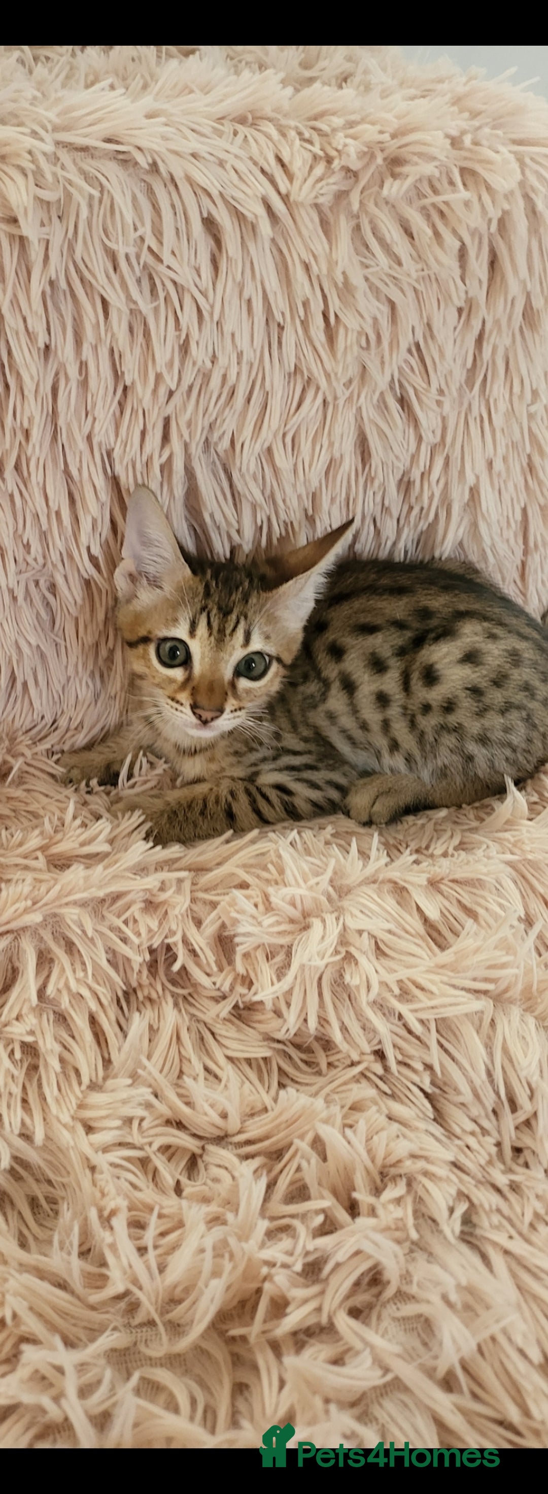Savannah cats for sale: Britishpride F7 Savannah Kittens Male and female  - Image 1