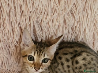 Savannah cats - Advert 36
