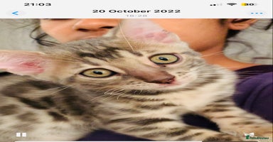 Bengal cats - Advert 10