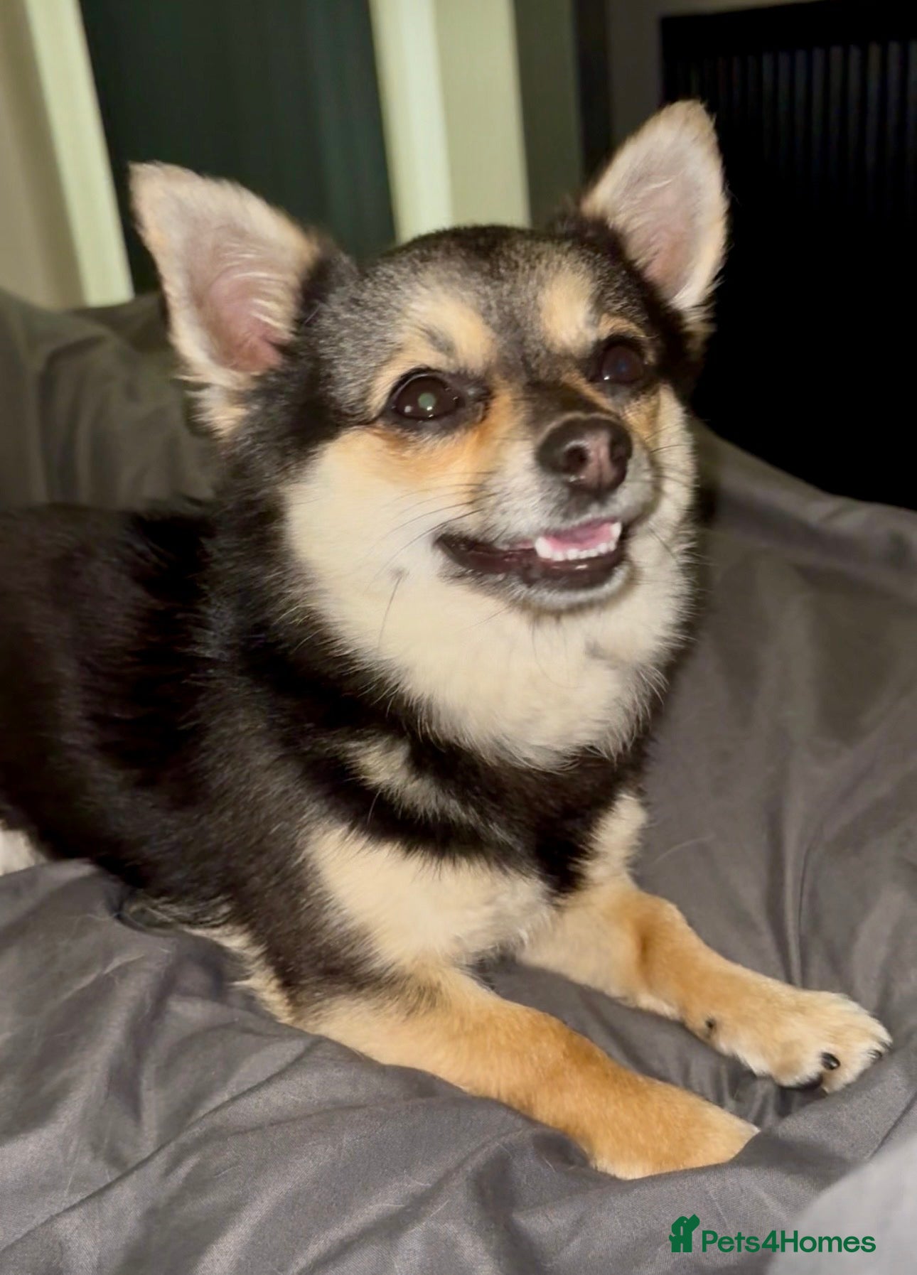 Chihuahua dogs Chihuahua male - Advert 1