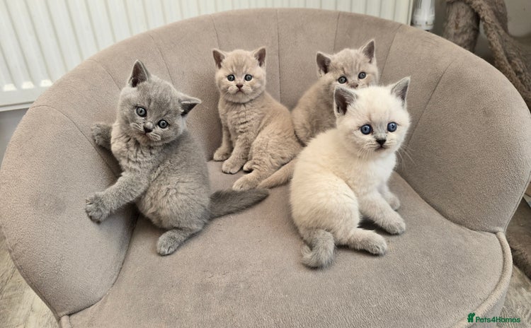 British Shorthair cats - Advert 7