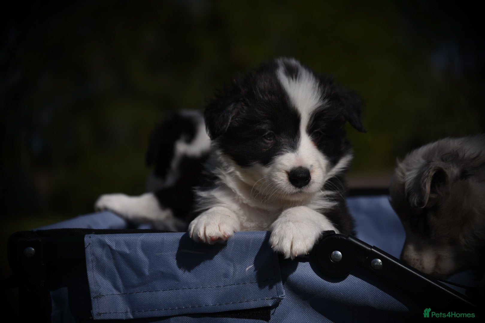 Border Collie dogs for sale: 1 health tested boy left - Advert 3
