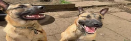 Mixed Breed dogs for sale: German Shepherd x Belgian Malinois Brothers in Birmingham - Advert 6