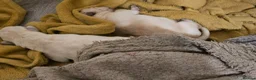 Labrador Retriever dogs for sale: Labrador Puppies  - Advert 6
