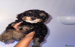 Cavapoo dogs for sale: Miniature cavapoos  - Image 4