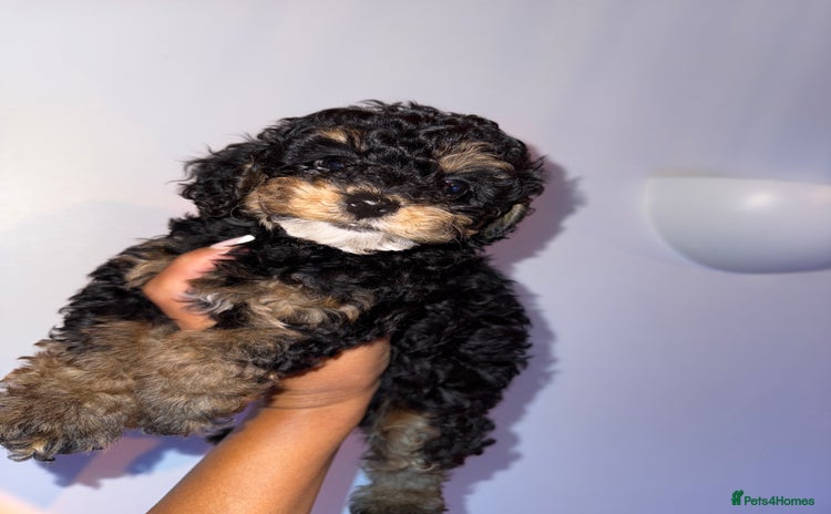 Cavapoo dogs - Advert 1