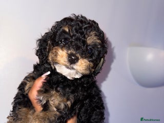 Cavapoo dogs - Advert 10