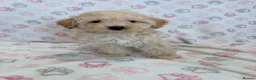 Maltipoo dogs for sale: Beautiful health tested happy Maltipoo puppys  - Advert 22