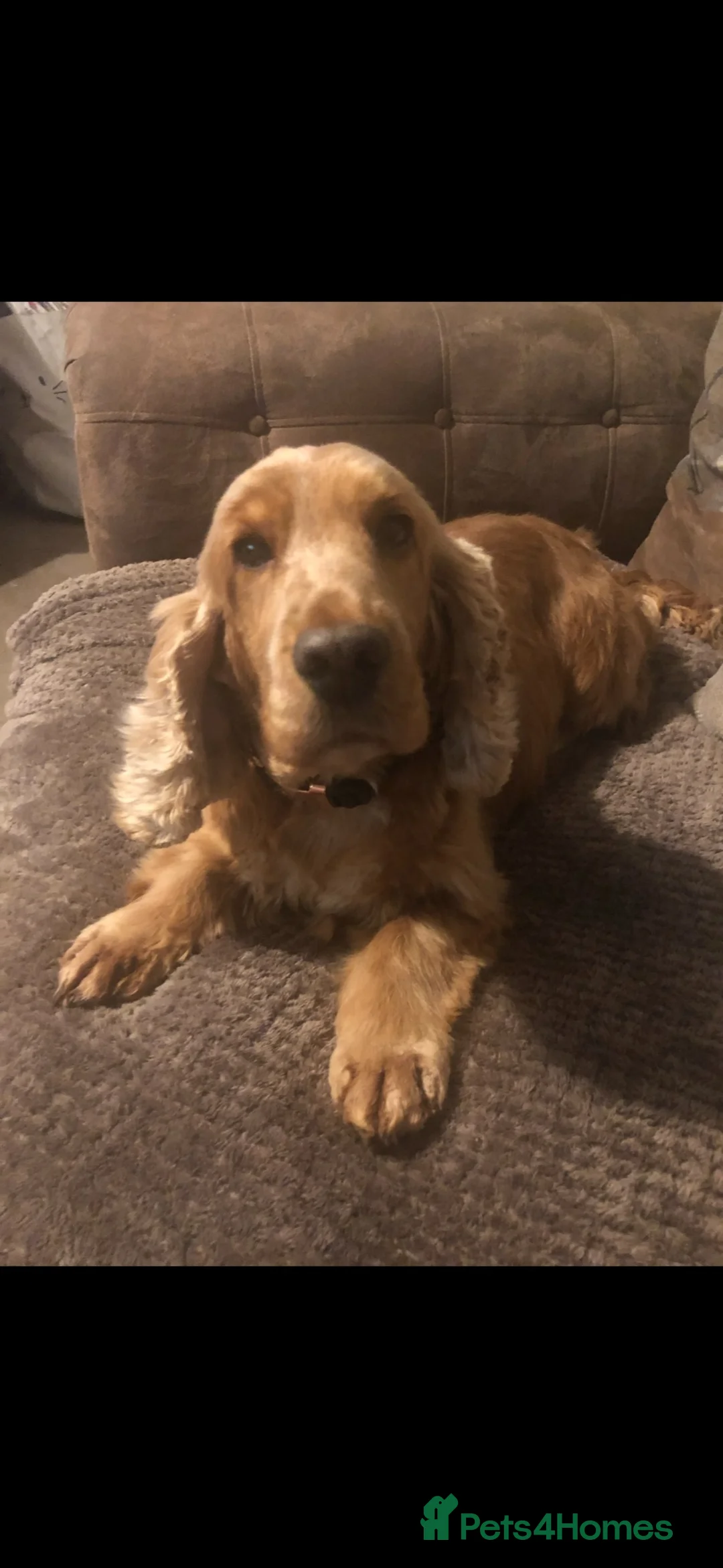 Cocker Spaniel dogs for sale: 🧡🤍 KC REG Show cocker Spaniel puppies for sale - Advert 2